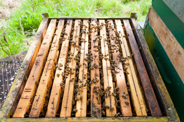 Open hive, beekeeping