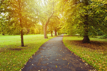 Fototapeta na wymiar Autumn background with trees in park