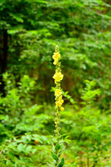 Żółty kwiat w lesie