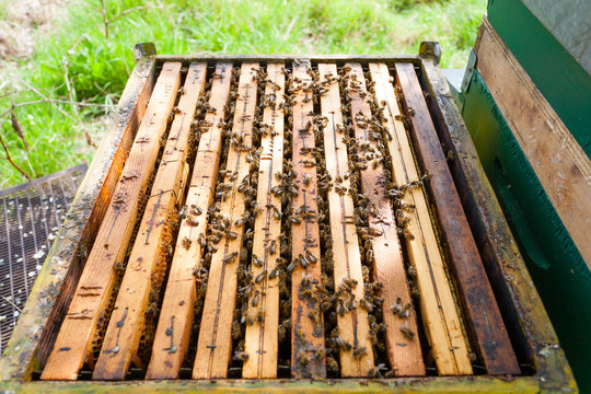 Open hive, beekeeping © elleonzebon
