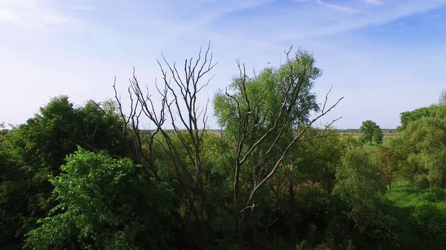 4K Aerial. Fly over wood with dry tree.Rear.