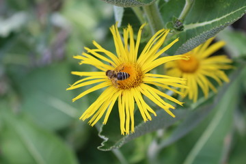 Bee gathering the pollen on the blossoming Inula high (Inula helenium) in organic garden Medicinal plants, herbs in the garden.