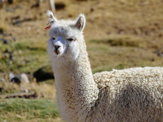 alpacas 