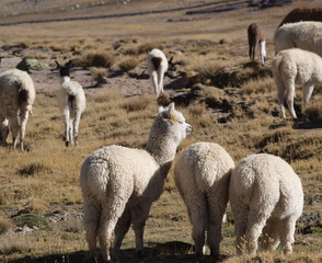 Fototapeta premium alpacas 