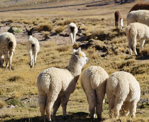 Obraz premium alpacas 