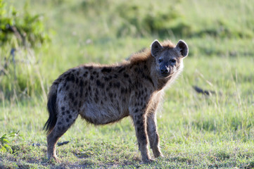 Spotted hyena, (Crocuta crocuta), standing in green grass with evening sun looking  at camera, Masai Mara, Kenya, Africa