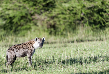 Spotted hyena, (Crocuta crocuta), standing in green grass looking at camera, Masai Mara, Kenya, Africa