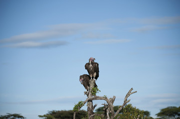 Pair of Lappet-Face Vulture, ( Torgos tracheliotus ), sitting high on tree stump, one looking down, other looking right, with blue sky in background, Masai Mara, Kenya, Africa