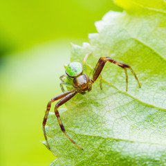 Misumena Vatia Goldenrod Crab Spider Male Insect on Green Leaf
