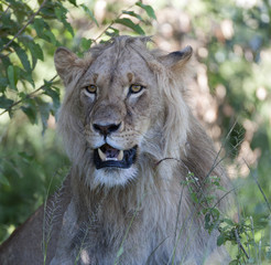 Lion portrait head sitting in green grass with bright shining eye and large teeth showing, Masai Mara, Kenya, Africa
