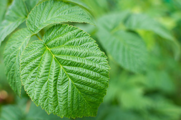 Green leaf raspberry