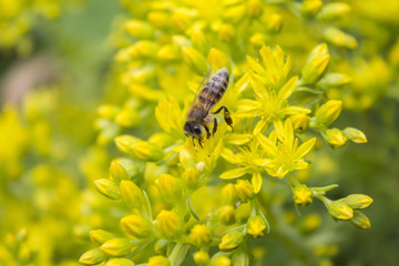 Bee on a yellow flower