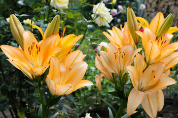 Obraz premium Yellow lily