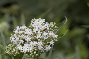 Small red longhorn beetle (cerambycidae) looking for nectar in small white flowers from a viburnum shrub.