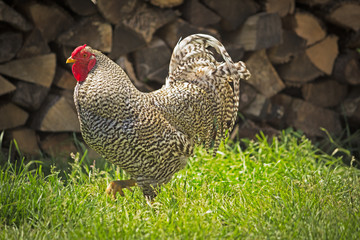 Farm Rooster
