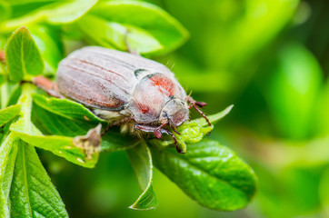 Cockchafer Melolontha May Beetle Bug Insect on Twig Macro