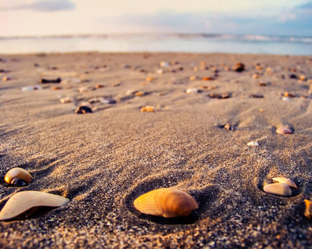 Closeup of seashells and beach sand at sunrise