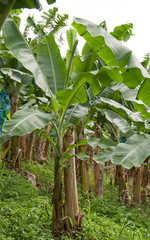 Obraz premium Bananeraie