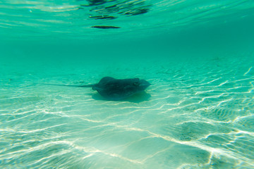Fototapeta premium underwater scene with copy space