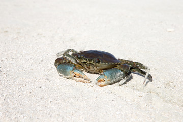 crab on beach