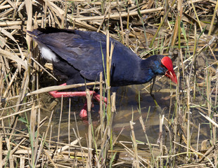 A  Purple Swamphen (Porphyrio porphyrio)