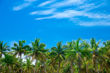 Obraz na płótnie Canvas Palm tree on the sky