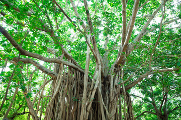 Green tree with branches and leaves