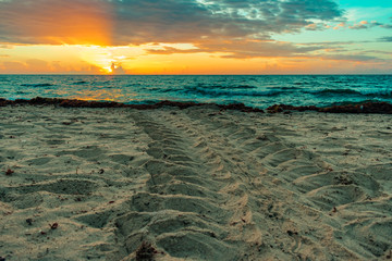 loggerhead sea turtle tracks in the sand at sunrise