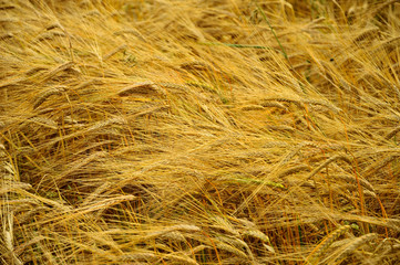 Zboże na polu przed żniwami © W Korczewski