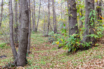 The Autumn Forest