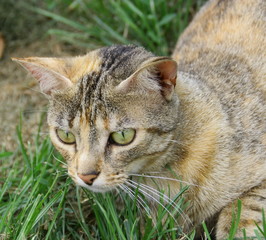 portrait de chat européen en gros plan,