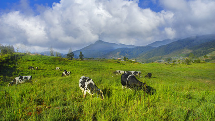Dairy cows in paddock eating fresh grass under the blue sky, New Zealand.