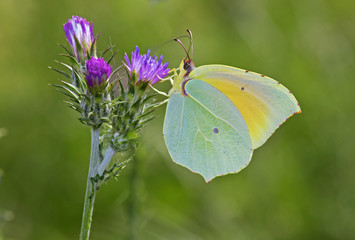 Gonepteryx cleopatra, Cleopatra butterfly