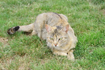 chat en observation dans le jardin