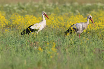 Storks