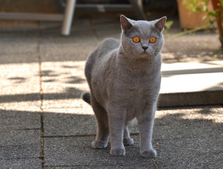  British short-hair  cat in the garden.