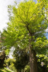 Fototapeta premium Arbre dans le jardin