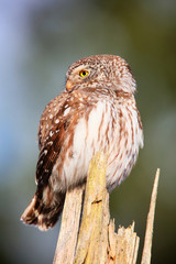 eurasian pygmy owl
