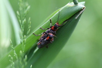 Käfer Niendorf