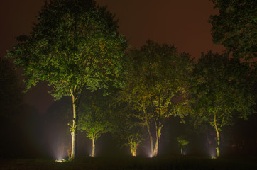 Trees in the night under ray lights