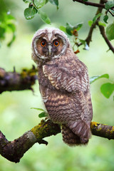 owlet of long eared owl