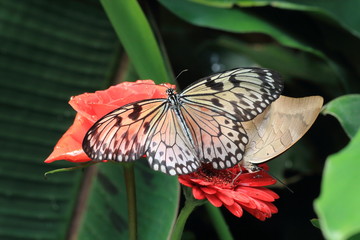 Schmetterling 002