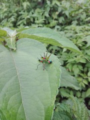  Grasshopper reproduction 2