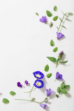 Blue Summer Flowers On White Background