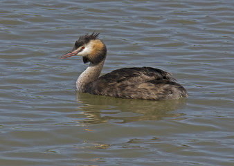 Podiceps cristatus, Great Crested Grebe