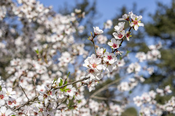 almond tree blooming