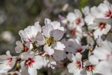 Obraz premium almond tree blooming