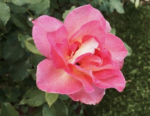 Obraz premium Delicate Pink Rose in the Garden