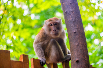 Naklejka na ściany i meble Beautiful monkey sitting on a fence in a rainforest