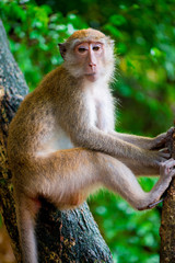 Pensive monkey sits on a tree branch in nature